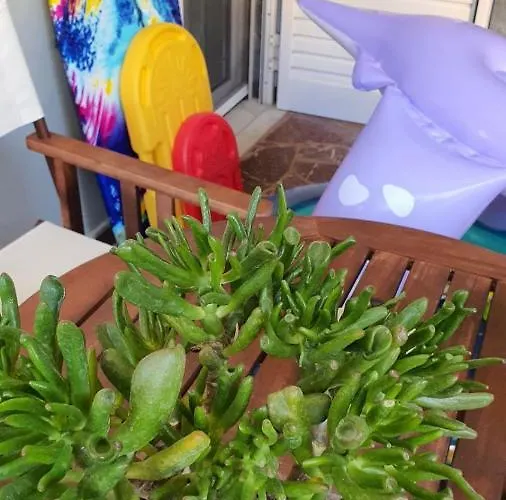 Evina's * טולון