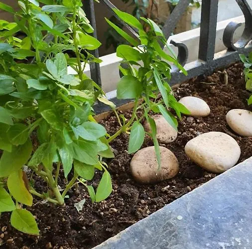 Апартаменты Evina's